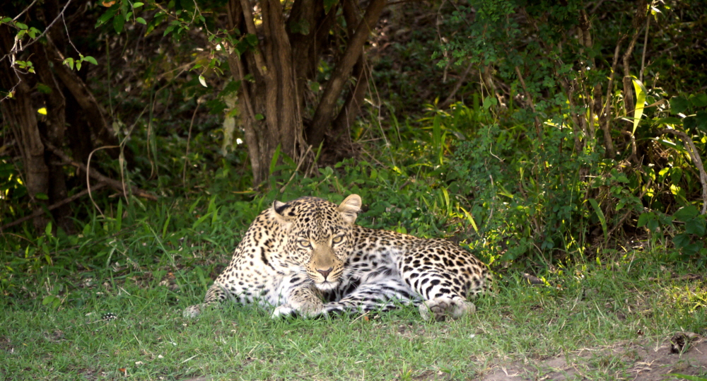 Kicheche Mara  Leopard