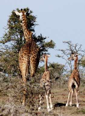 kicheche-valley-camp-masai-mara_0054