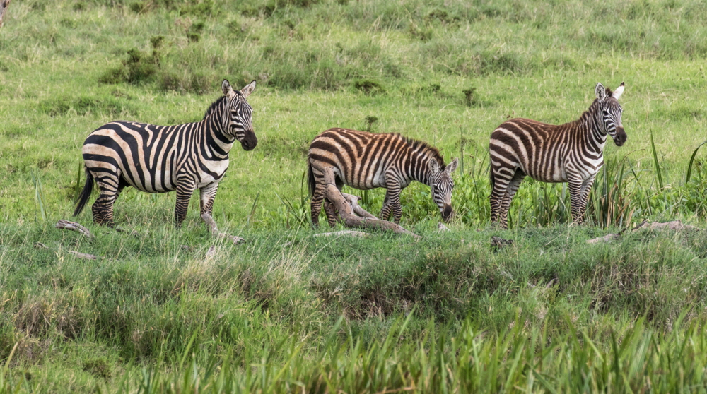 Zebrafamilie