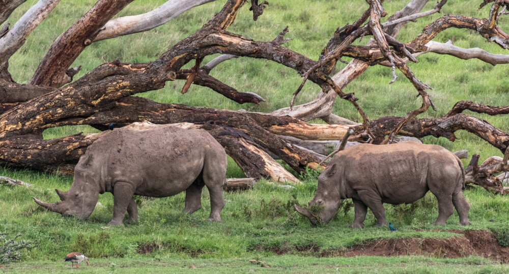 Kifaru House Lewa Downs Kenia