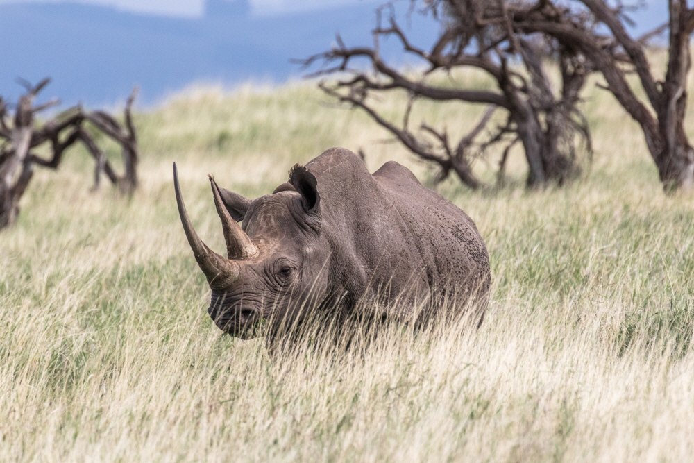 Spitzmaulnashorn in Lewa 