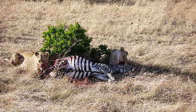 Mara Enkewa Safaricamp Masai Mara