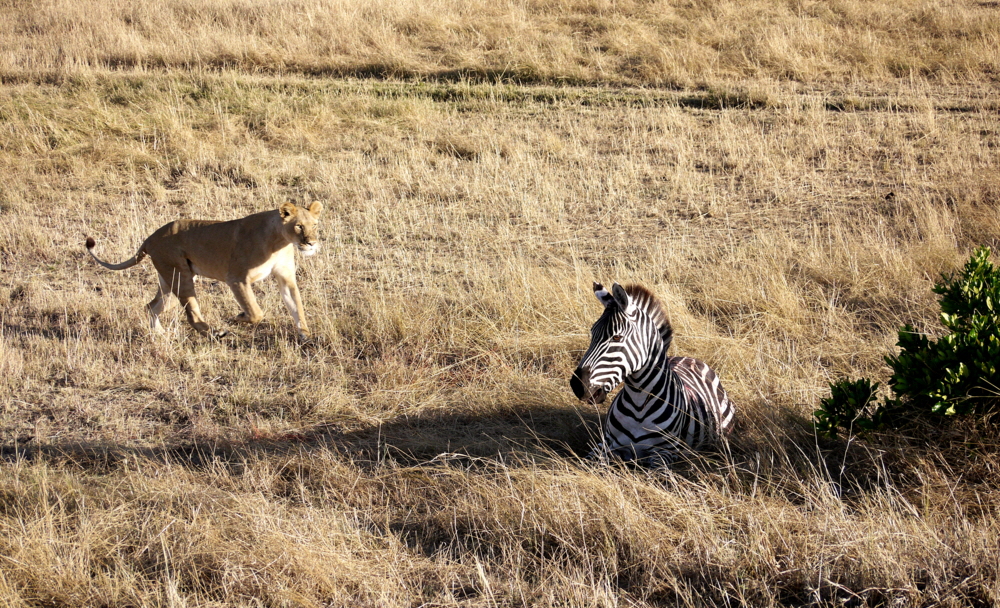 Löwen auf der Jagd in der Mara
