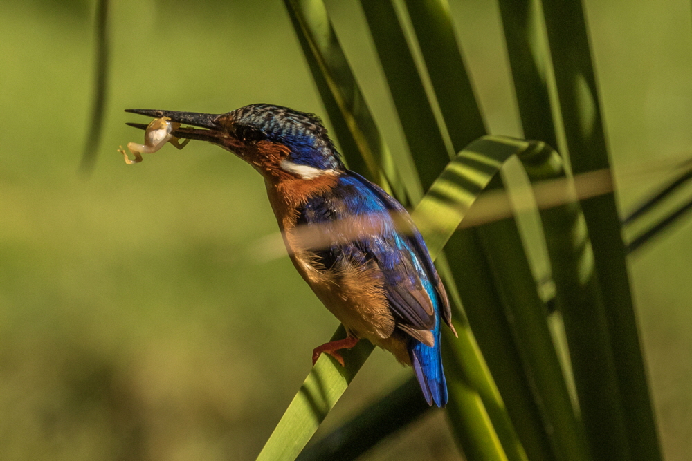 Madagaskar Eisvogel