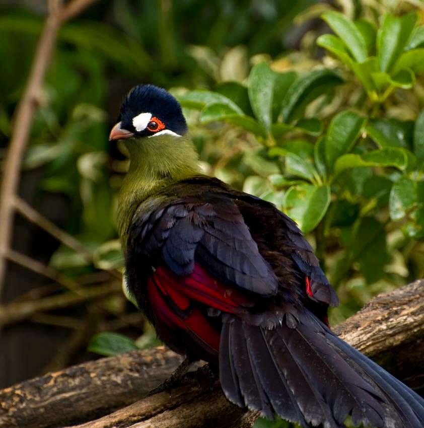 Kitich Turaco