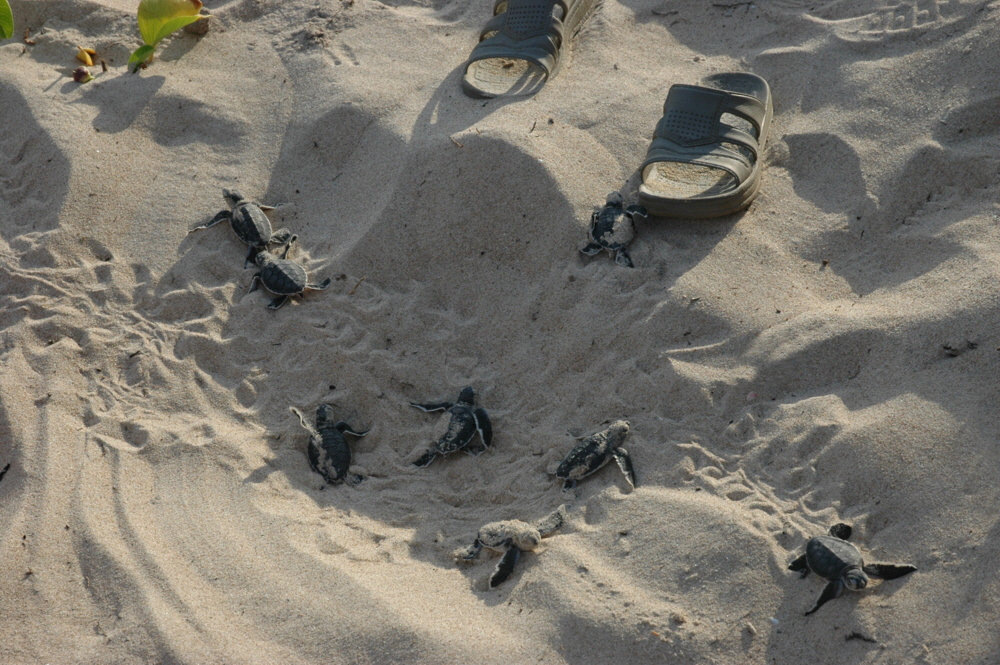 Schildkrten auf Manda