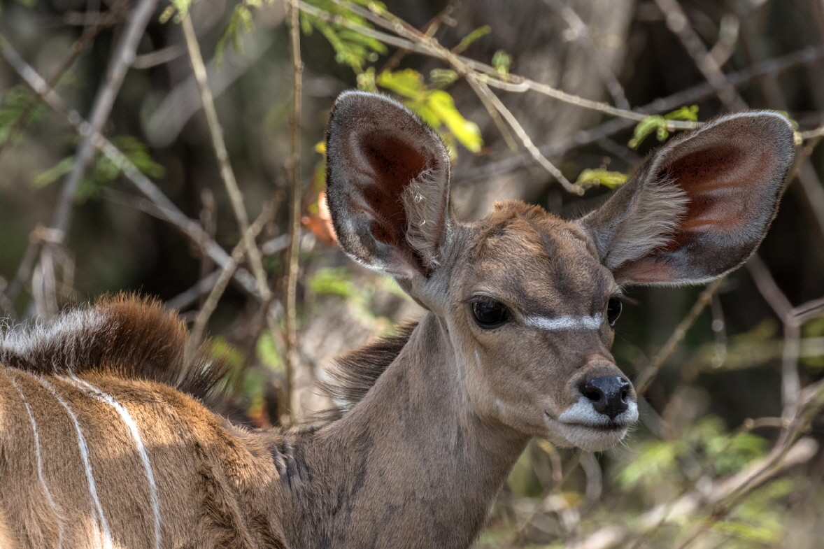 Kudu  Tassia 