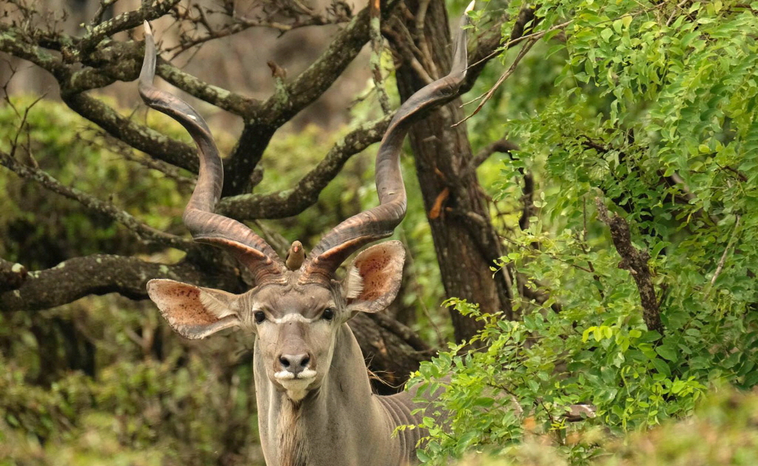 Kudu