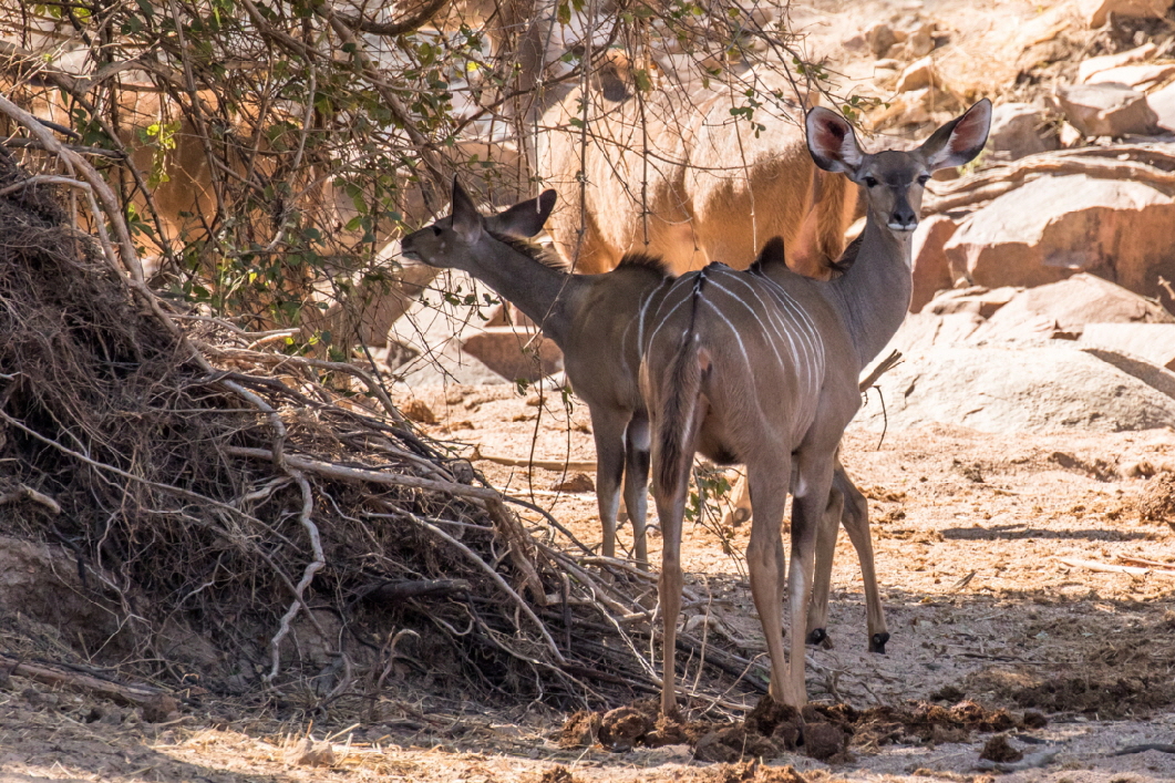 Grosse Kudus