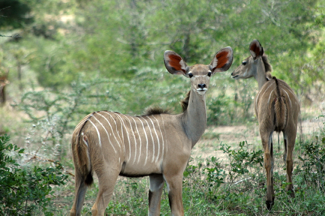 Kudus