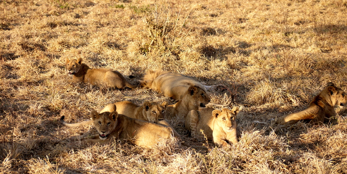 Lwen in Tarangire