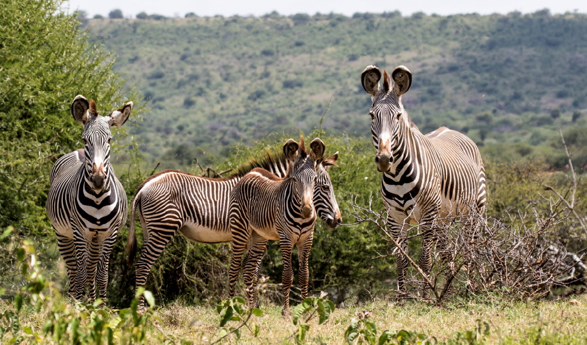 Grevy Zebras