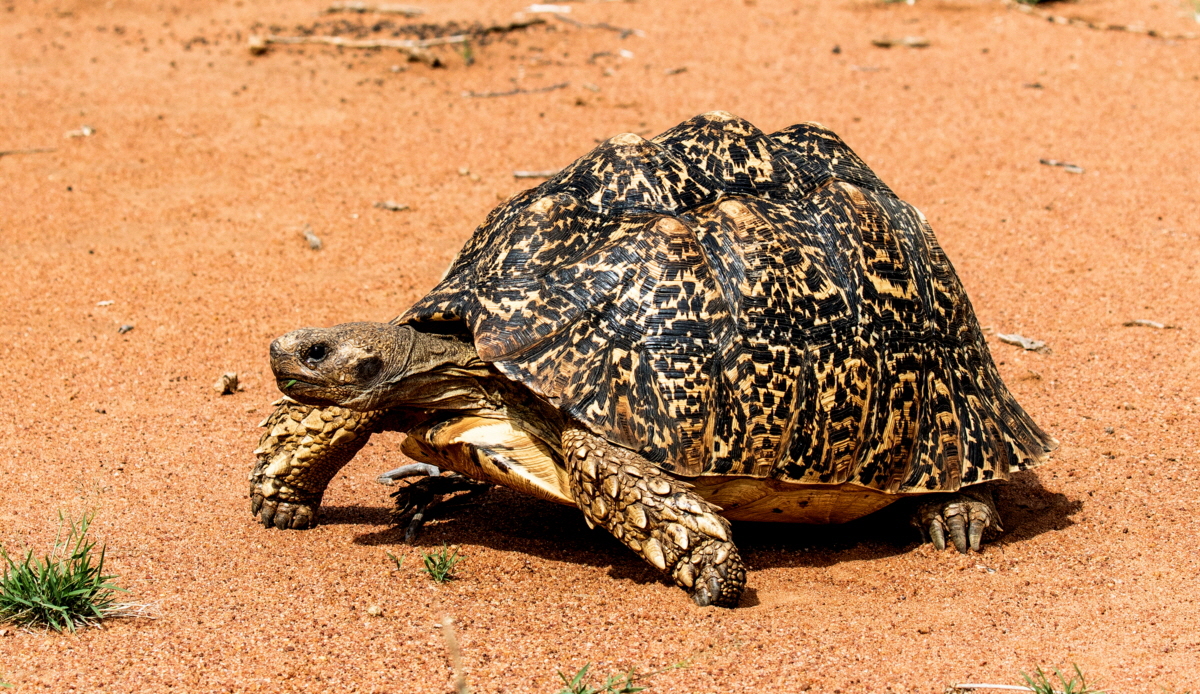Leopardenschildkrte