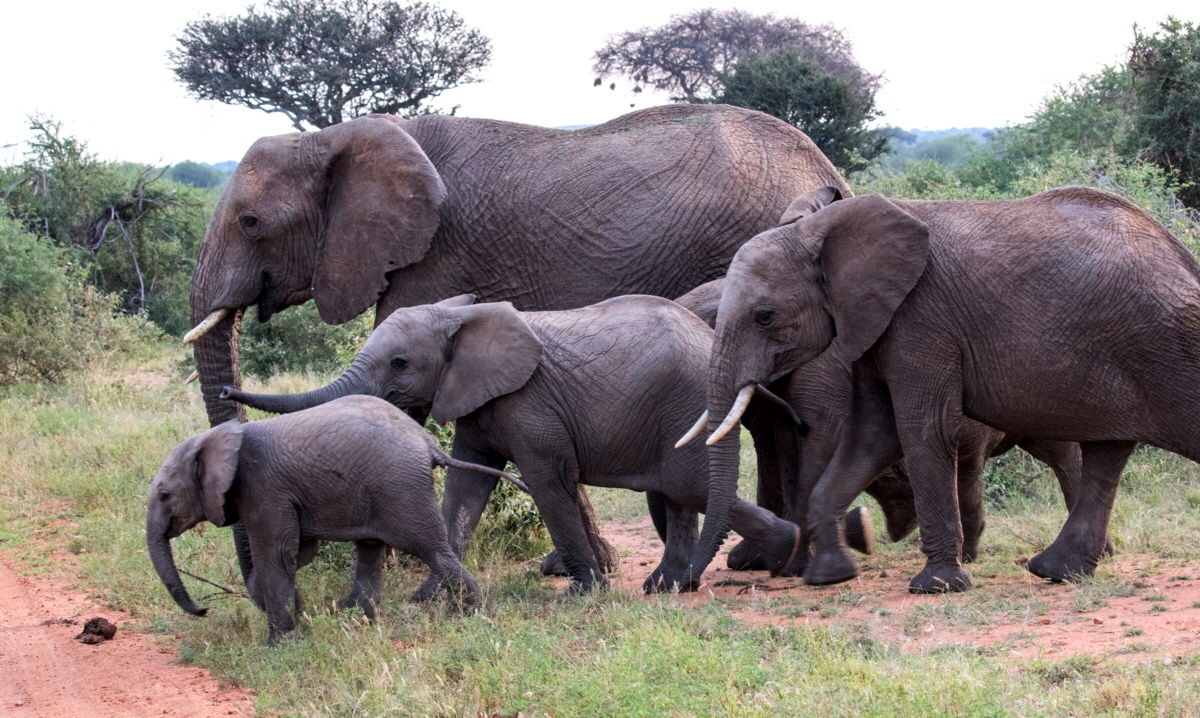 Laikipia Elefanten