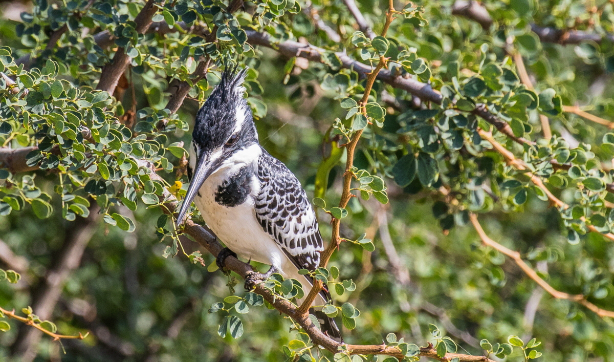 Eisvogel