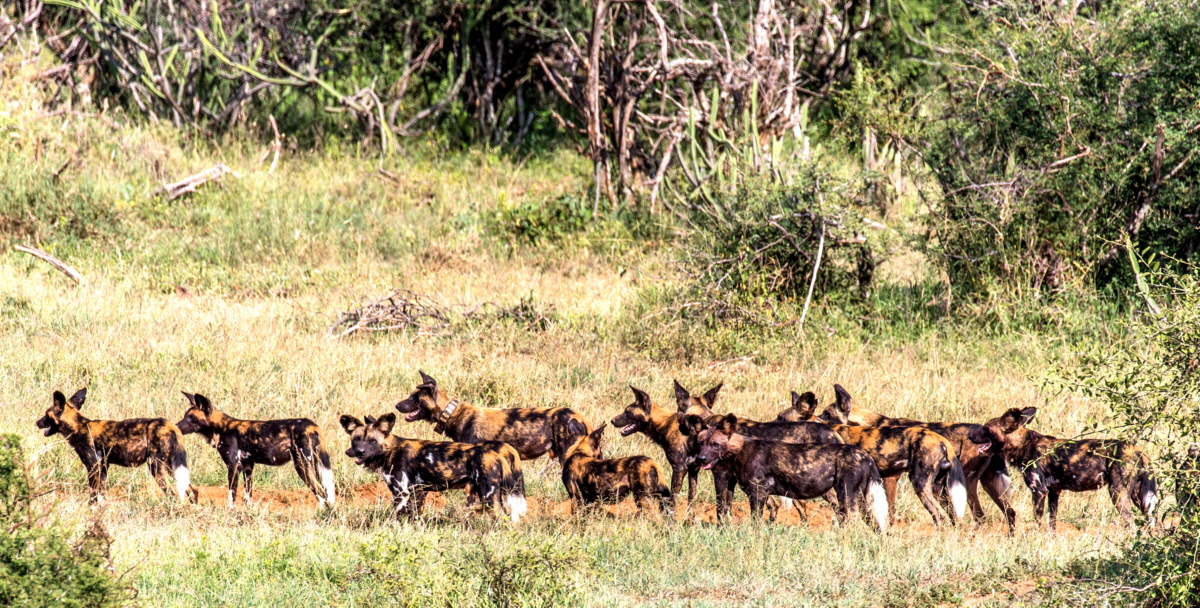 Wildhunde Lycaon Pictus