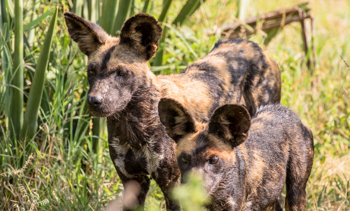 Wildhunde in Loisaba