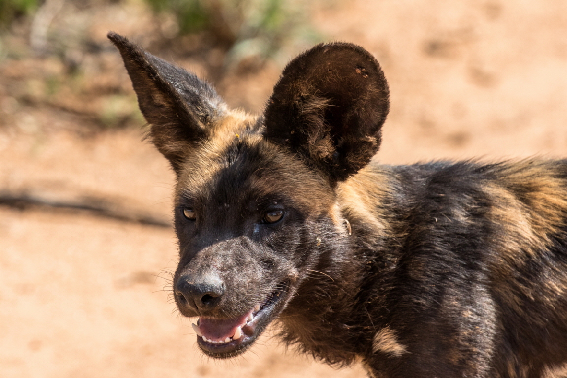 Wildhunde Kenia