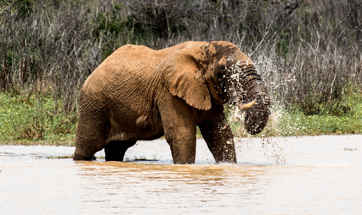 Elefant am Fluss
