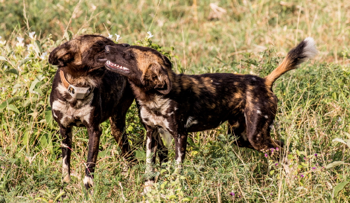 beste-tansania-safaris