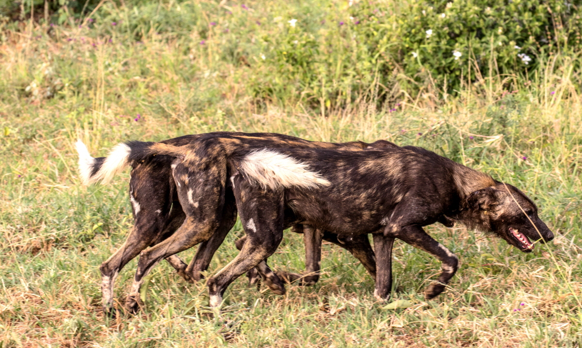 Lycaon pictus