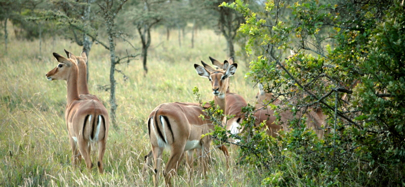 Impalas