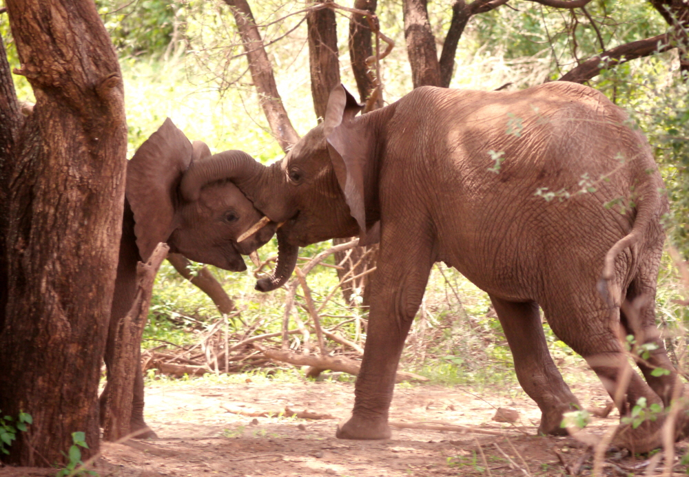 Lake Manyara  Elefanten