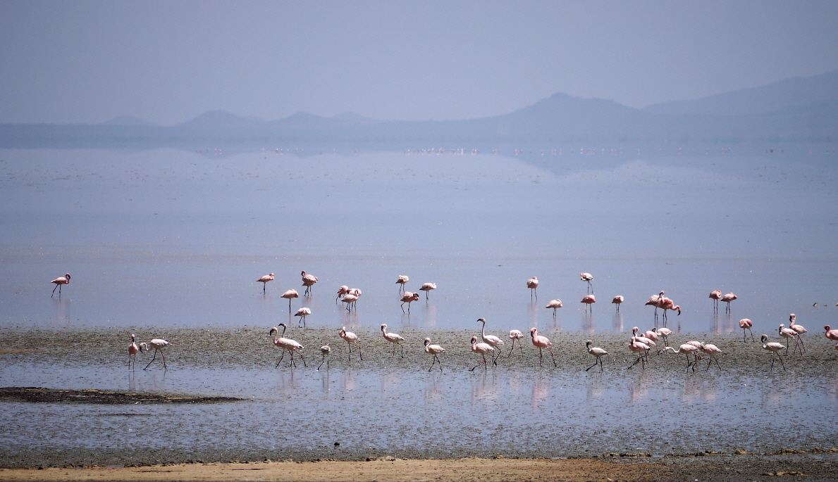 Lake  Manyara mit Flamingos 