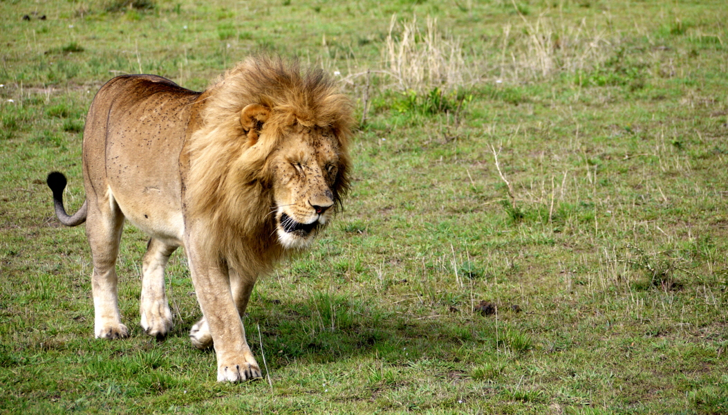 Löwenmann Serengeti