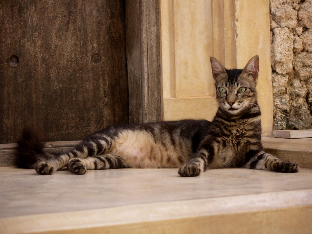 Insel Lamu Shela Katzenschnheit