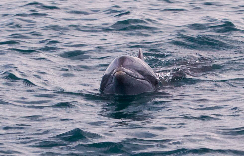 Tmmler Lapa Rios Osa Costa Rica