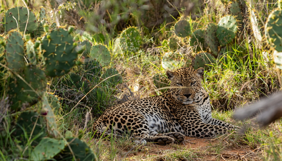 Leopard Loisaba von Michael G. 