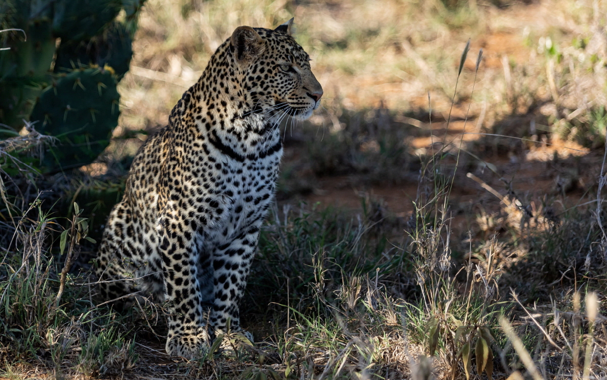 Leopard in Loisaba Michael Grtz