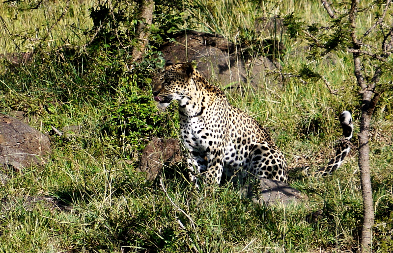 In der Masai Mara Leopard