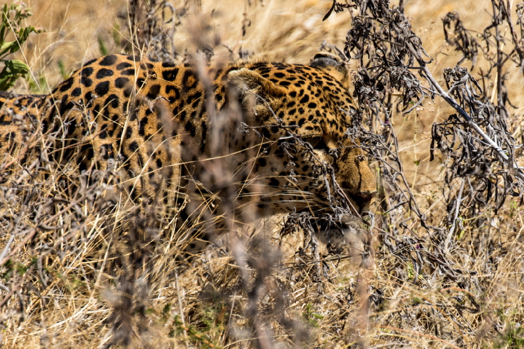 Leopard- Camouflage 