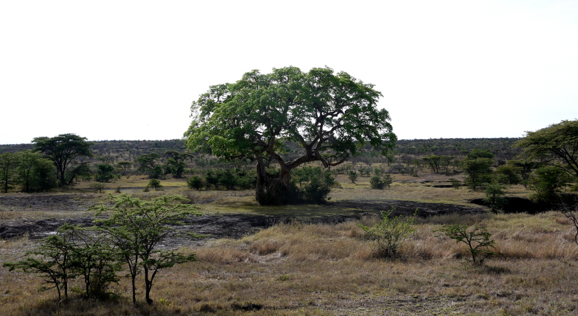 Leopard-Hill-Masai-Mara-Naboisho Schutzgebiet