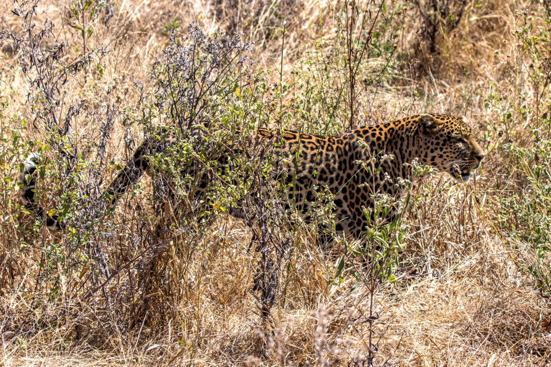 Leopard 