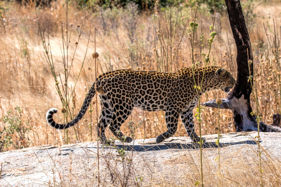 Leopard