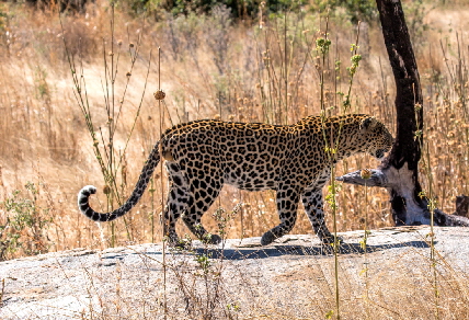 tansania-luxus-safari