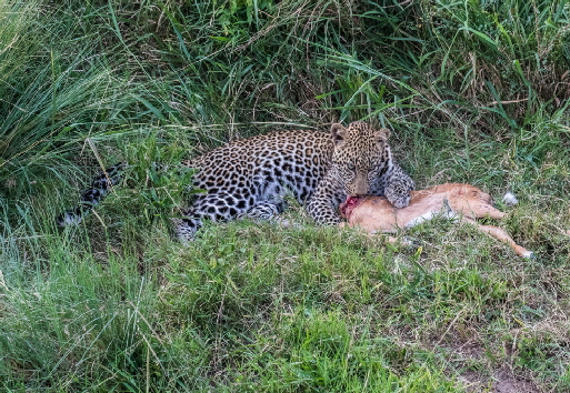 leopard-safarikenia (2)