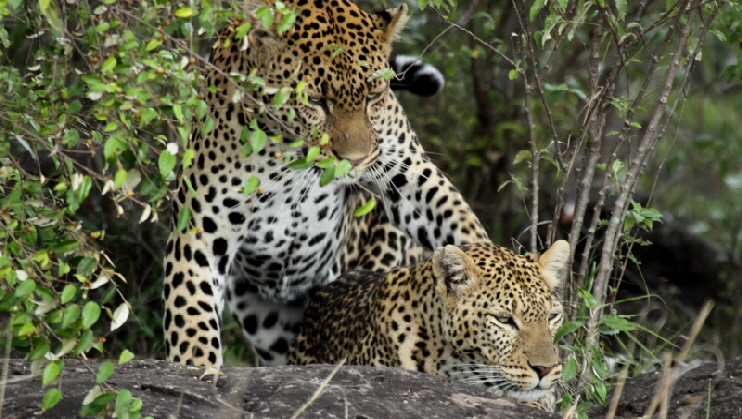 Leoparden in der Mara