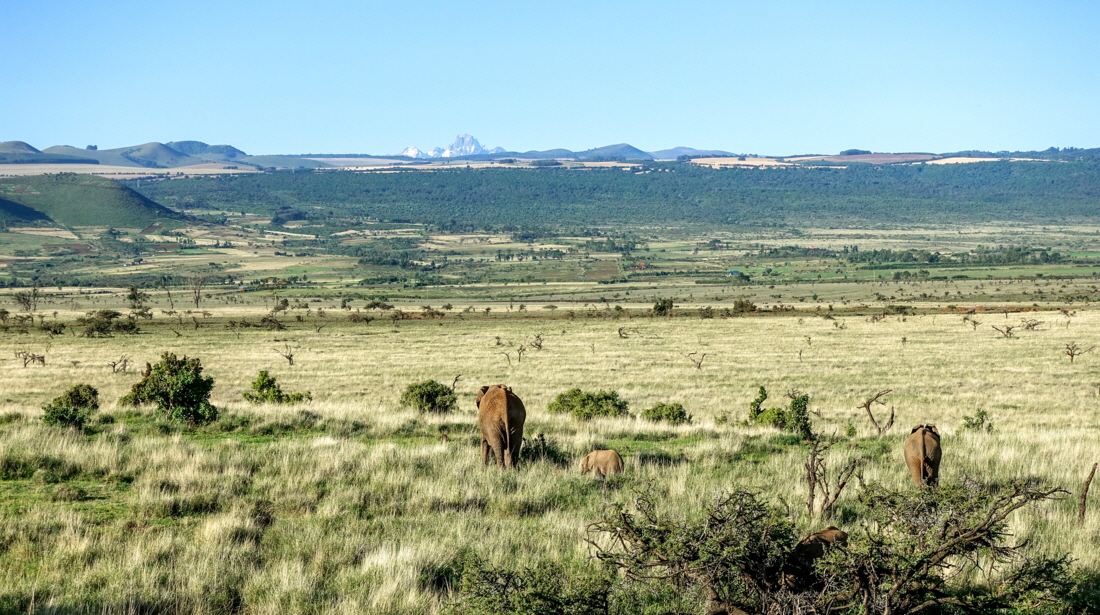 Lewa Downs 