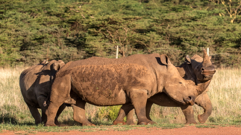 lewa-downs-sirikoi-uk-breitmaulnashorn