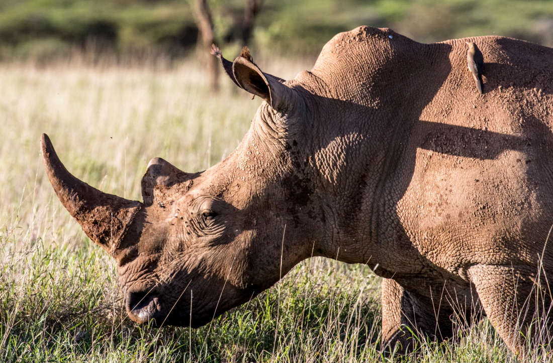 Breitmaulnashorn