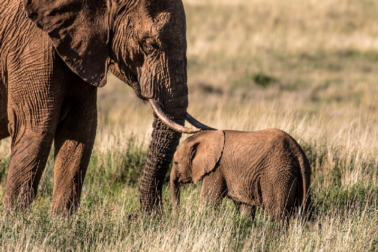 lewa-downs Kenia 