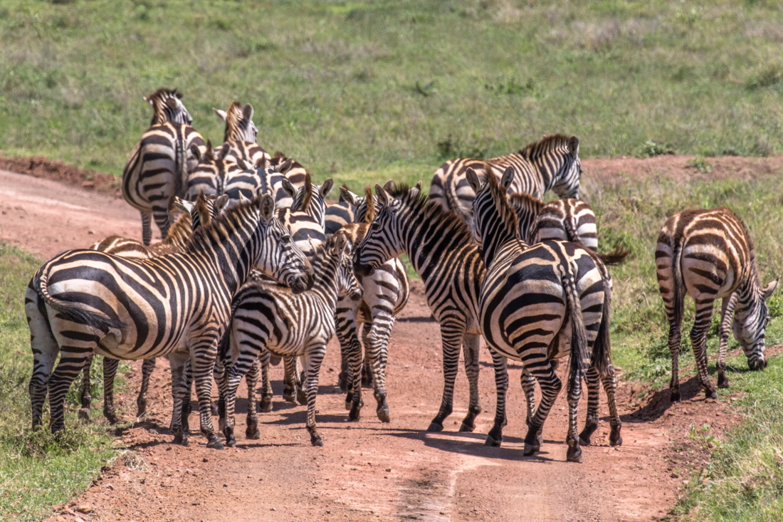 Zebra  Streifen