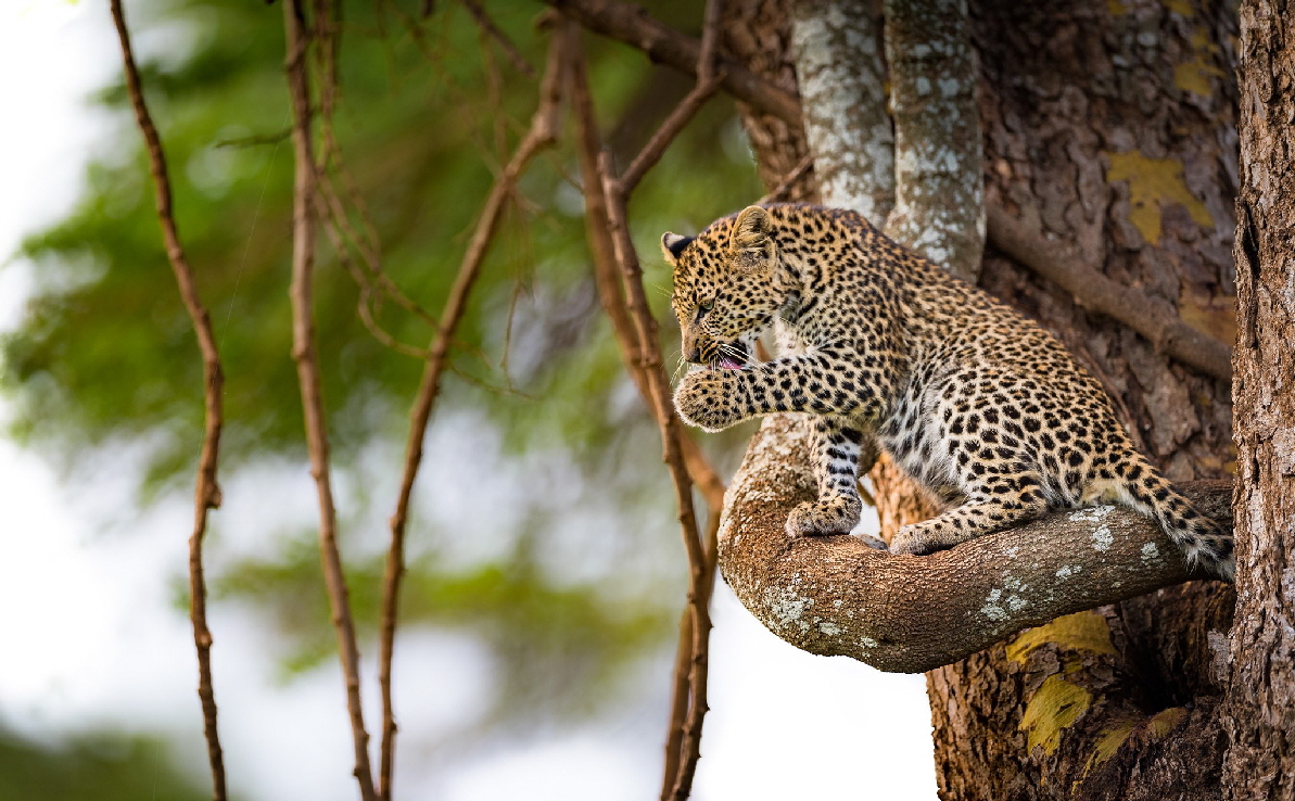 Leopard in Lewa