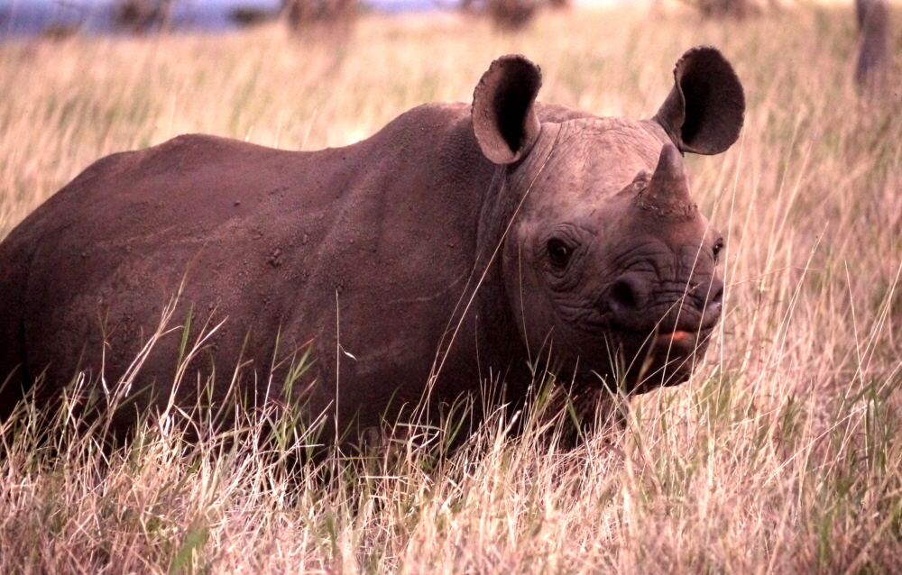 Spitzmaulnashorn