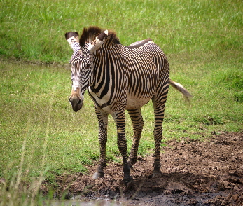 lewa-kifaru-house_0023