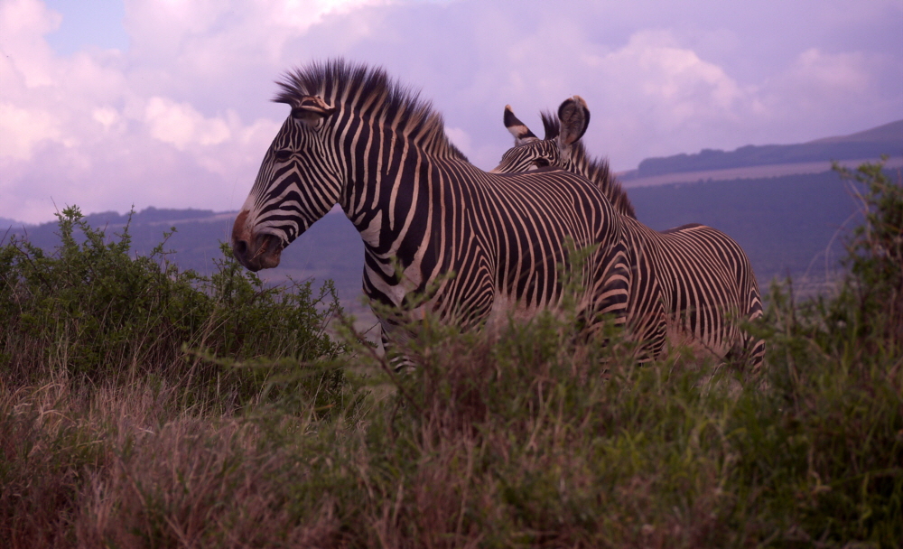 Grevy Zebras